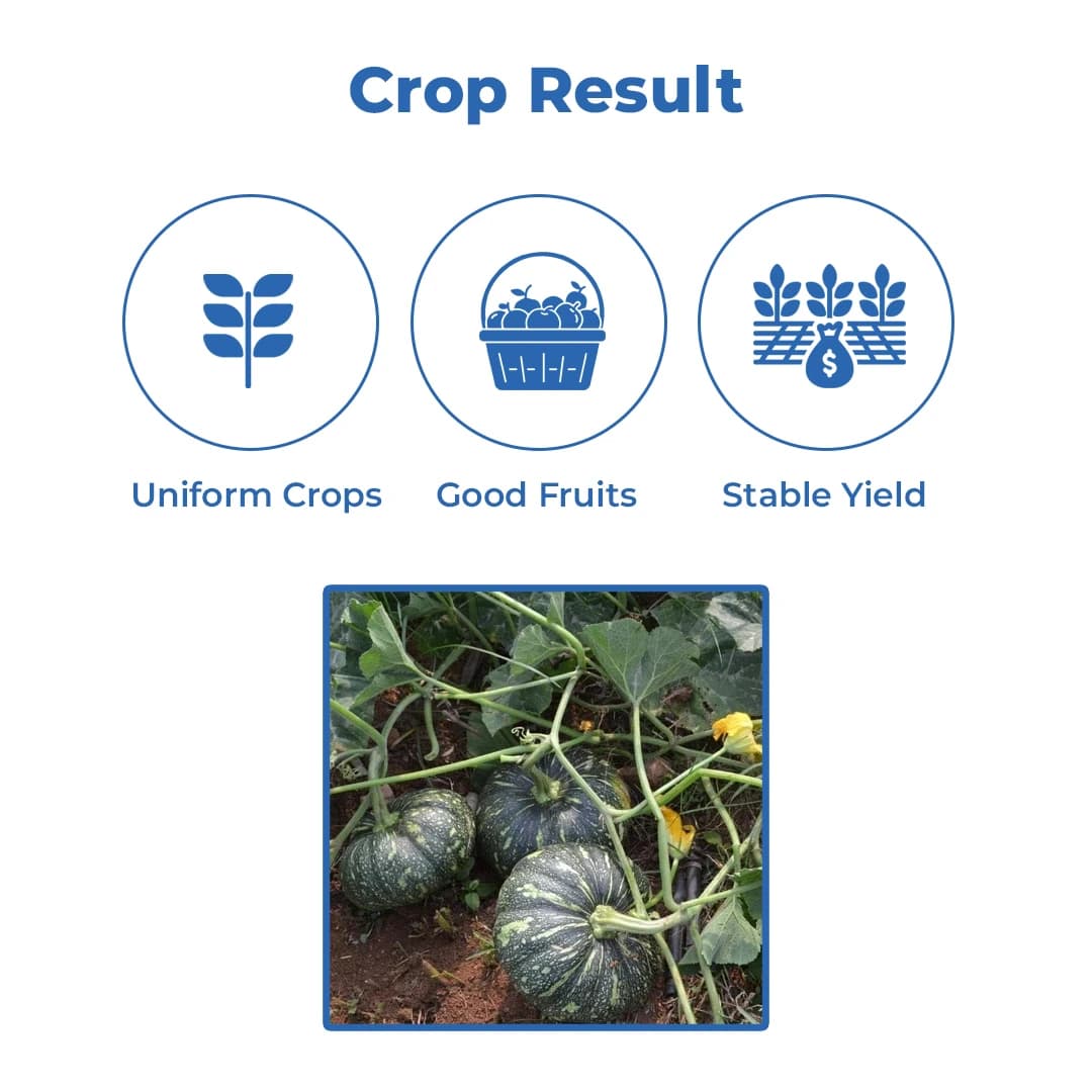 Sagar Karna F1 Hybrid Pumpkin Seeds, Attractive Green Color Fruits, High Yielding Variety - Image 3