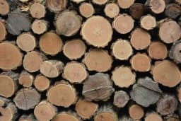 SRI SAI FORESTRY - Arabic Gum (Acacia Nilotica) Babool Tree seeds - Live Fencing Tree Seeds 3