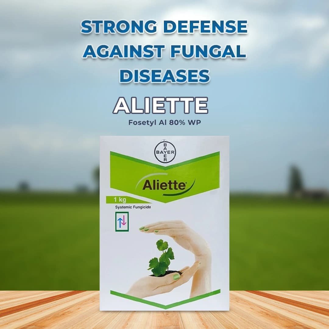 Bayer Aliette Fosetyl Al 80% WP Fungicides, A Systemic Fungicide Effective Against Oomycetes Fungi. - Image 2