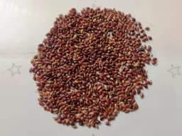 Sri Sai Forestry Red Napier Grass Seeds (MP Chari) Animal Fodder Seeds, For Summer and Rainy Seasons 3