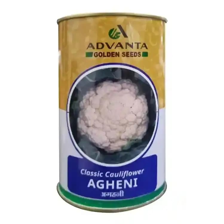 Advanta Classic Agheni F1 Hybrid Cauliflower Seeds, High Yield, Disease Resistant