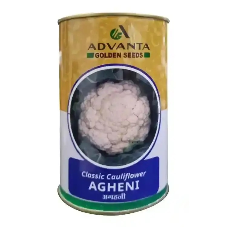 Advanta Classic Agheni F1 Hybrid Cauliflower Seeds, High Yield, Disease Resistant