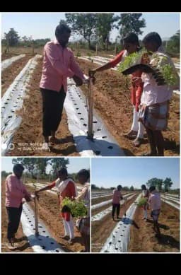 Hectare Vegetable Transplanter, Stainless Steel Material, Suitable for Transplanting Vegetables 5