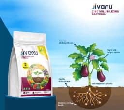 Jivanu Zinc Solubilizing Bacterial BioFertilizer (ZSB) , For All Plants and Home Garden Ecofriendly 1