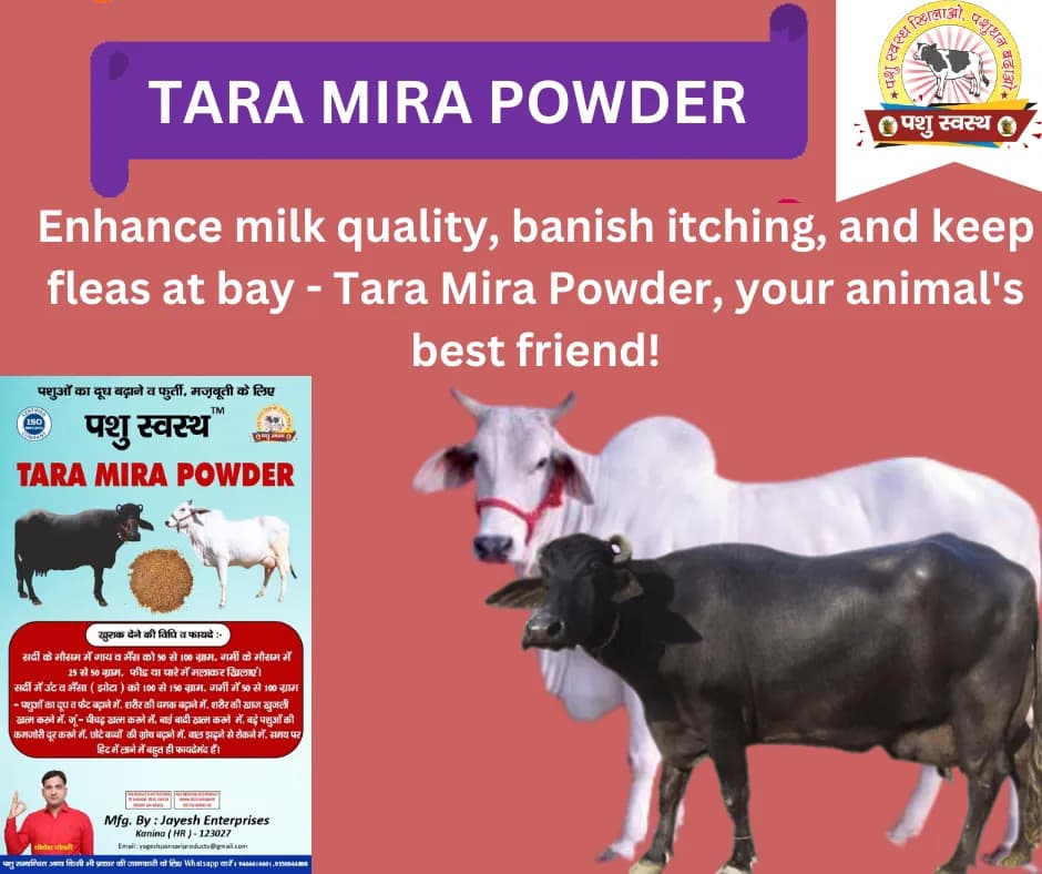 PASHU SVASTH TARA MIRA POWDER, Effective For Milk Production And Fat Increase In Dairy Cattle - Image 5