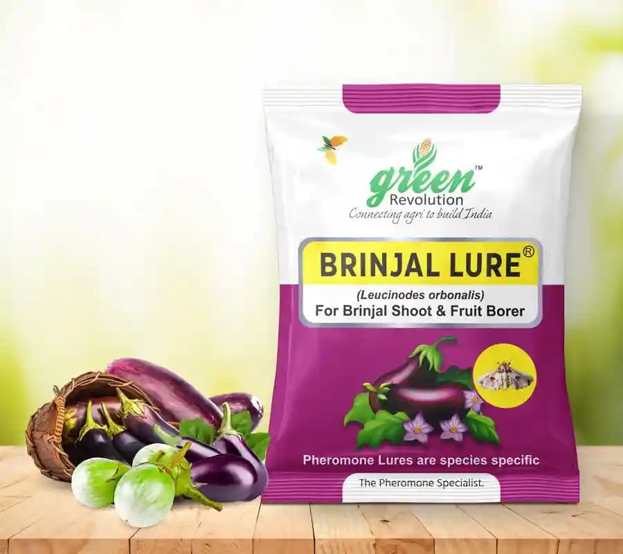 Water Pheromone Trap with Brinjal Lure (Leucinodes Orbonalis) For Brinjal Fruit and Shoot Borer Insect. - Image 3