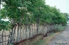 Sri Sai Forestry Gliricidia Sepium Tree Seeds for Fodder, Manure & Live Fencing