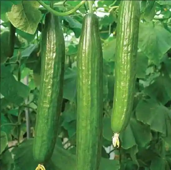 Jivit Cucumber F1 JS 7000 Hybrid Seeds, Vigorous Growing Early Maturity Variety - Image 2