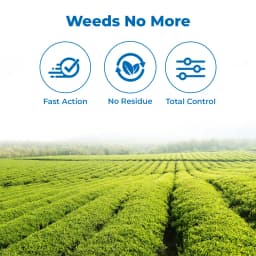 Dhanuka Noweed Glyphosate 41% SL Herbicide, Non-Selective, Complete Weed Control 3