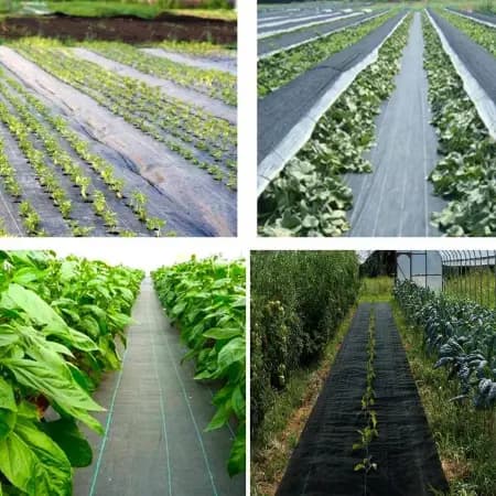 Singhal 110 GSM Weed Mat 1.5m Wide Landscape Fabric For Farming & Gardening - Image 5