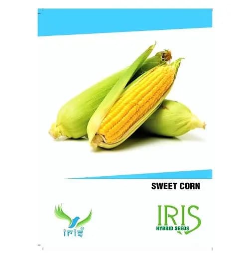 Iris Hybrid Vegetable Seeds Sweet Corn, Makke Ke Beej, Makai Ke Beej, Best In Germination. - Image 1