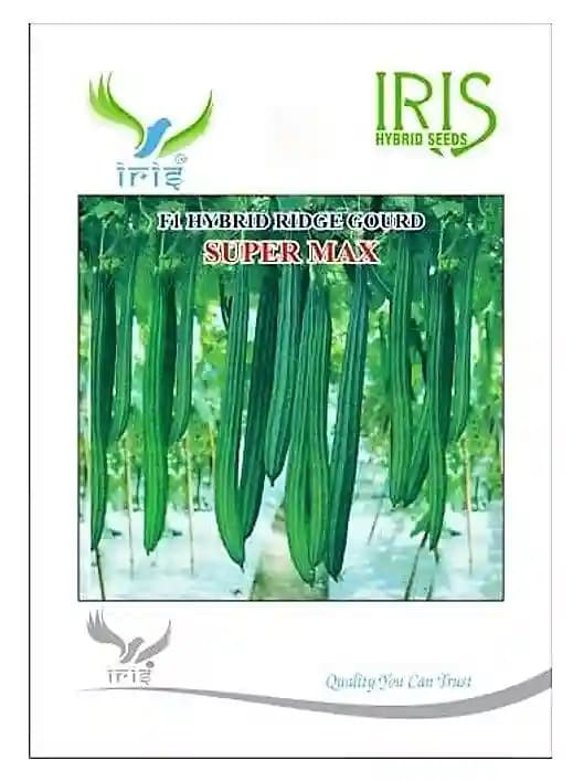 Iris Hybrid Vegetable Seeds F1 Hybrid Super Max Ridge Gourd , Attractive Green, Torai , Turai Ke Beej. - Image 2