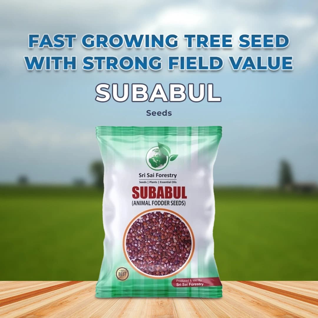 Sri Sai Forestry Subabul Seeds (Leucaena Leucocephala), Safed Babool, Ideal For Fodder Green Manure Plantation And Live Fencing - Image 2