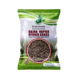 Sri Sai Forestry Bajra Napier Hybrid Grass Seeds, Multi Cut Grass Seed and Animal Fodder 1