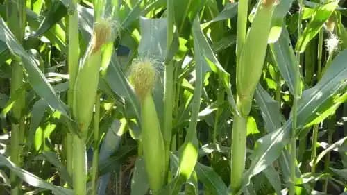Sweet Corn Sweet 80 - Shine Brand Seeds, Makka Ke Beej, Field Crops, Excellent Germination Quality - Image 2