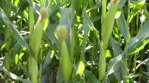 Shine Sweet 80 Sweet Corn Seeds - (Maize Seeds) Field Crops, Excellent Germination Quality