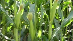 Sweet Corn Sweet 80 - Shine Brand Seeds, Makka Ke Beej, Field Crops, Excellent Germination Quality 1