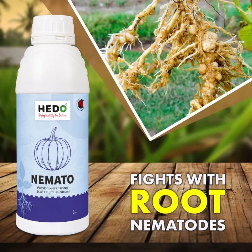 HEDO Nemato Pacilomyces Lilacinus Bio Organic Liquid For Agriculture, Garden & All Crops To Control Various Nematode And Other Soil Borne Diseases - Image 2