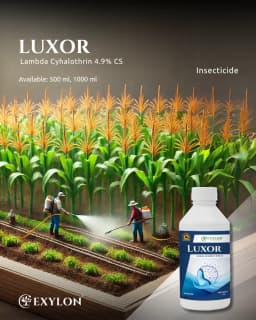 Exylon Luxor Lambda Cyhalothrin 4.9% CS Insecticide, Effecive For Caterpillars And Aphids 2