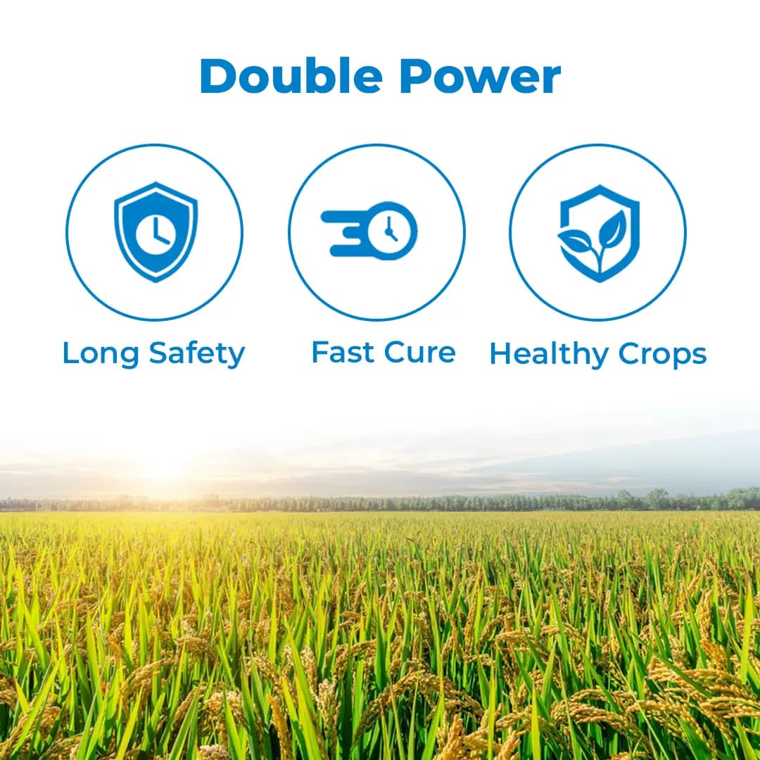 Adama Blasil Prochloraz 23.5% + Tricyclazole 20% SE Fungicide , Helps Rice Farmers to Control Leaf Blast Disease - Image 3