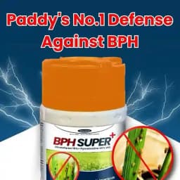 Katyayani BPH Super Plus Dinotefuran 15% + Pymetrozine 45% WG Insecticides, For Effective Rice Pest Protection 2