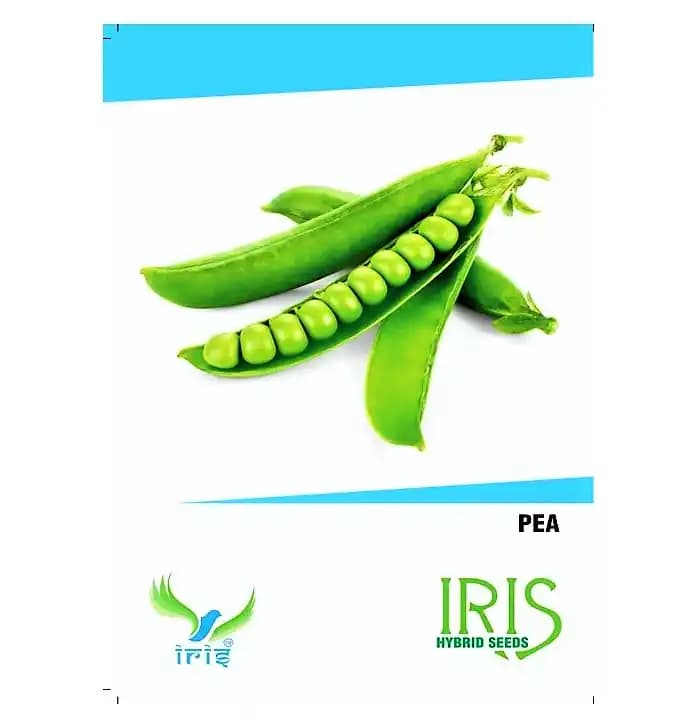 Iris Hybrid Peas Vegetable Seeds, High Yield Potential, For Balcony And Terrace (15 Seeds) - Image 1