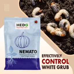 HEDO Nemato (Paecilomyces Lilacinus 1.0% WP) Bio Pesticide, Effective Against White Grubs And Other Harmful Soil Pathogens 4