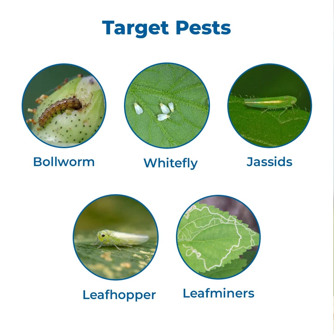 Sudarshan Sutathion Pyriproxyfen 8% + Dinotefuron 5% + Diafenthiuron 18% SC Insecticide, Use For Brinjal, Tomato and Cotton - Image 3