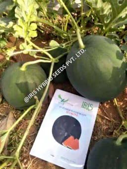 Iris Hybrid Fruit Seeds F1 Hybrid Watermelon Hakim - Sugar Baby Type, Tarbooj Ke Beej 1
