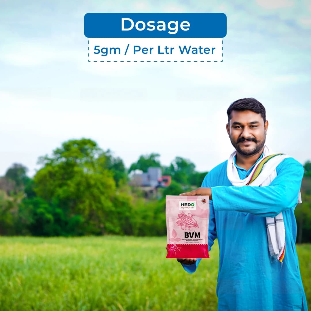 HEDO BVM Powder Bio-Insecticide - Beauveria bassiana + Verticillum Lecanii + Metarhizium Anisopliae - Image 5