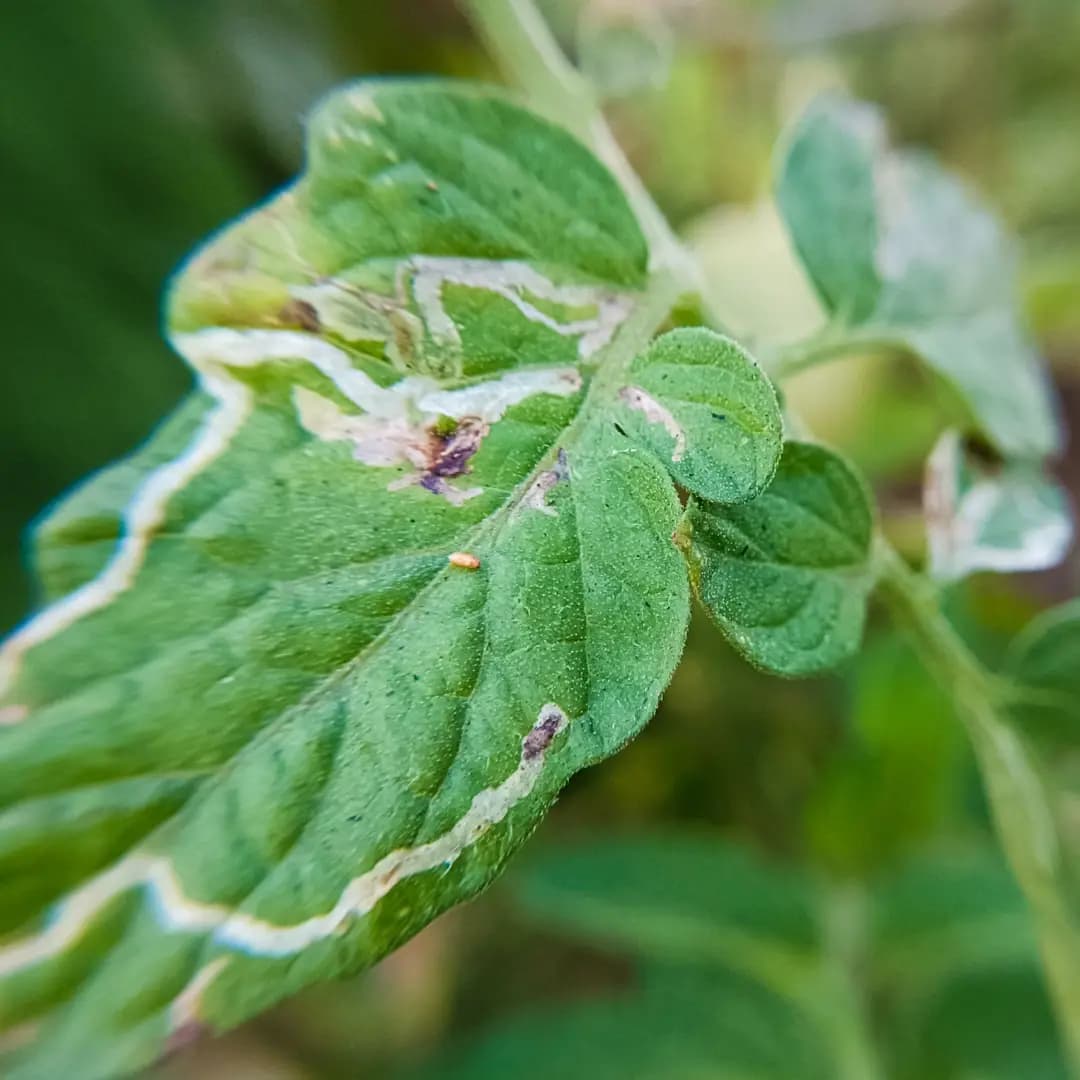 HEDO Tuta Pheromone Lure With Delta Trap (Tuta Absoluta) To Control Leaf Miner In Tomato, Cherry Tomato And Potato - Image 7