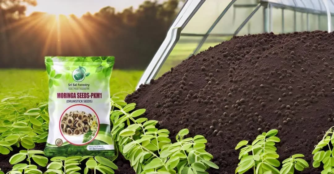 SRI SAI FORESTRY Natural Drumstick Seeds, Moringa Tree Seeds, Miracle Tree Seeds, Horseradish Tree Seed - Image 8