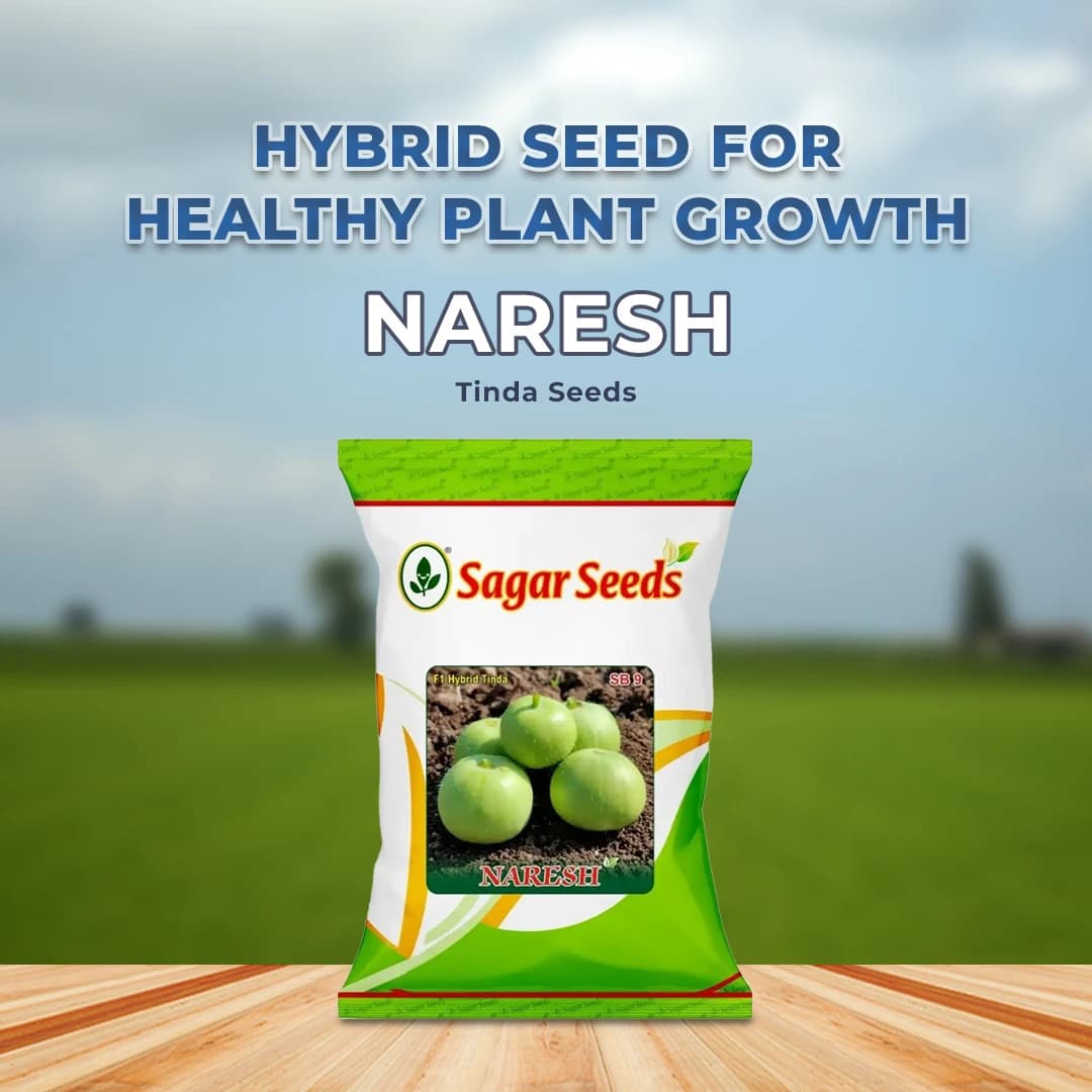 Sagar Naresh F1 Hybrid Tinda Seeds, High Yield, Early Maturity, Light Green Hairy Fruits - Image 2
