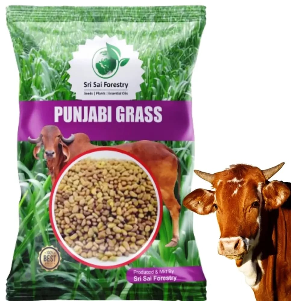 Sri Sai Forestry Punjabi Grass Seeds For Multi Cut, Animal Fodder Seeds, Green and Dry Fodder Seeds - Image 2