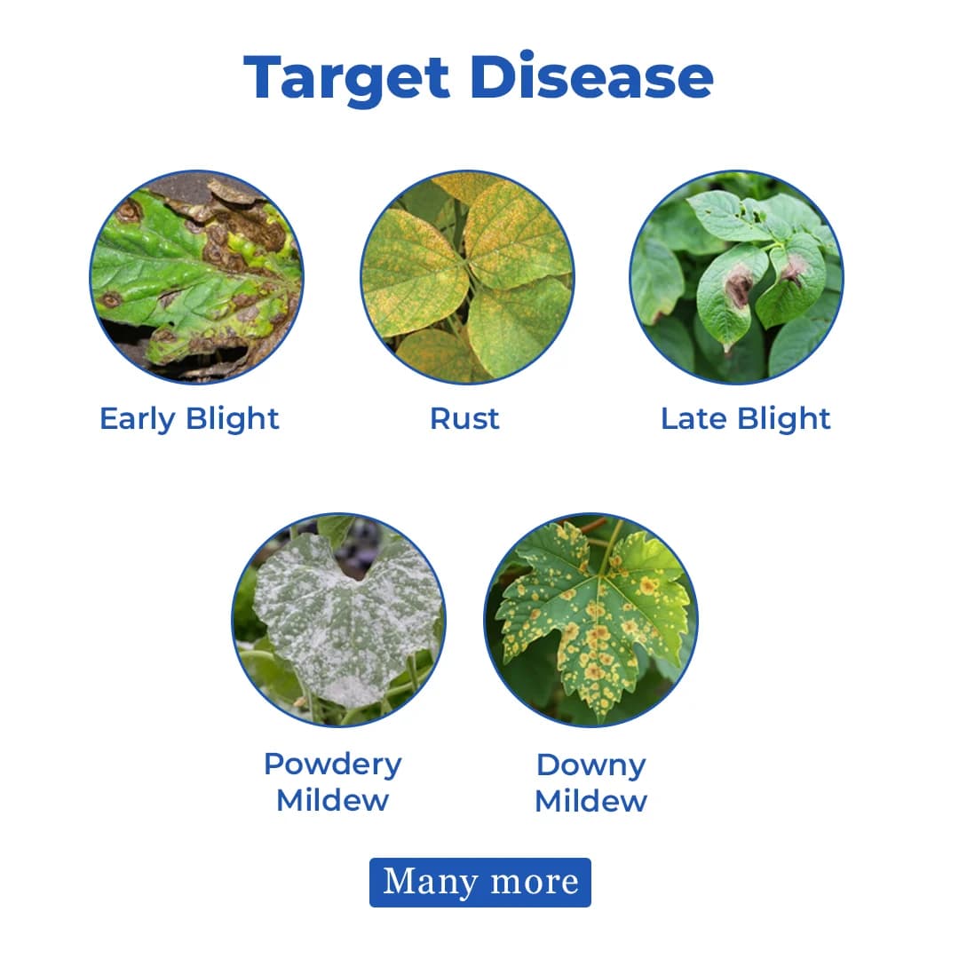 Coromandel HEXASTOP Thiophanate Methyl 70% WP Fungicide, Highly Effective In Controlling Fungal Diseases - Image 3