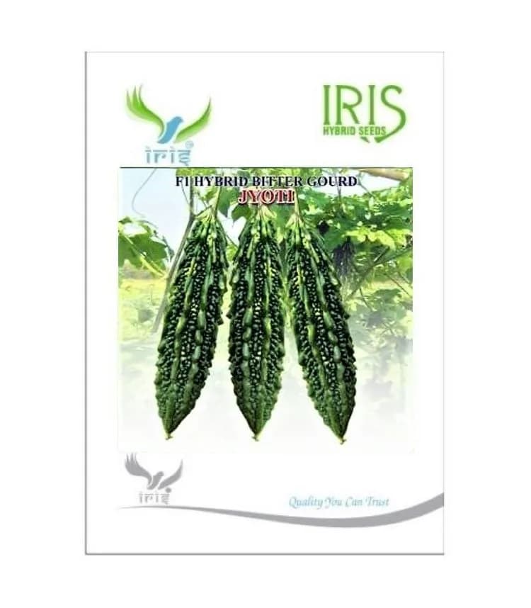 Iris Hybrid Vegetable Seeds F1 Hybrid Bitter Gourd Jyoti Attractive Dark Green Color - Image 1