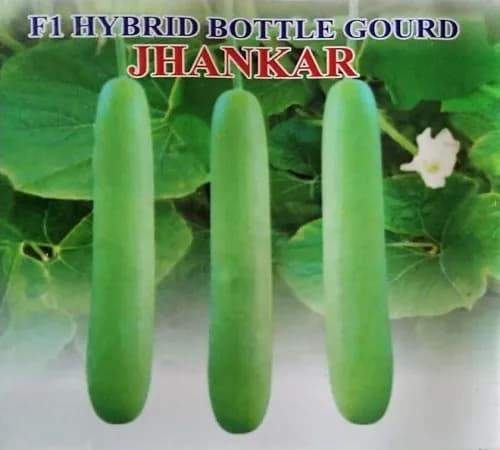 Iris Hybrid Vegetable Seeds F1 Hybrid Bottle Gourd Jhankar (Long), Lauki Ke Beej - Image 2