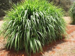 SRI SAI FORESTRY Super Napier Grass Seeds for Cattle, Multi Cut Grass Seed for Animal Fodder 10