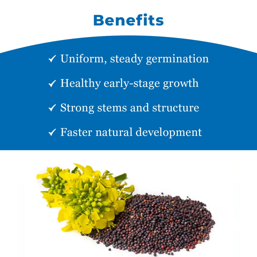 Crystal Hybrid Mustard Seeds 5222 - Long Duration Seeds Variety, Sarso Ke Beej - Image 4