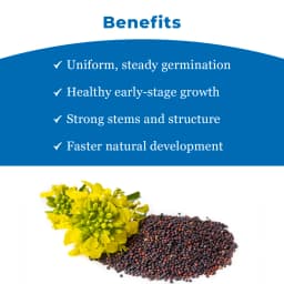 Crystal Hybrid Mustard Seeds 5222 - Long Duration Seeds Variety, Sarso Ke Beej 4