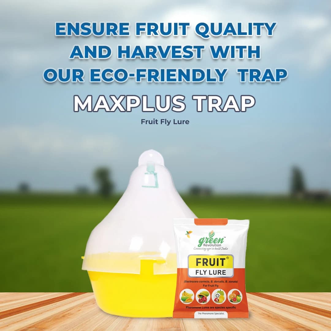 Maxplus Trap with Fruit Fly Lure (Bactrocera Correcta, Zonata, Dorsalisa Pheromone Lure) For Mango, Guava, Sapota, Citrus, Banana, and Papaya - Image 2