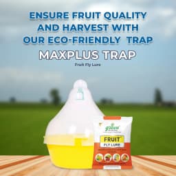 Maxplus Trap with Fruit Fly Lure (Bactrocera Correcta, Zonata, Dorsalisa Pheromone Lure) For Mango, Guava, Sapota, Citrus, Banana, and Papaya 2