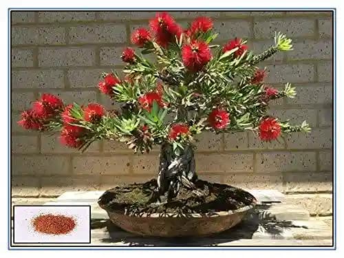 RK Seeds - Bottlebrush Trees Seeds, Callistemon Seeds, Ornamental Tree Seeds
