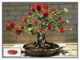 RK Seeds - Bottlebrush Trees Seeds, Callistemon Seeds, Ornamental Tree Seeds 1
