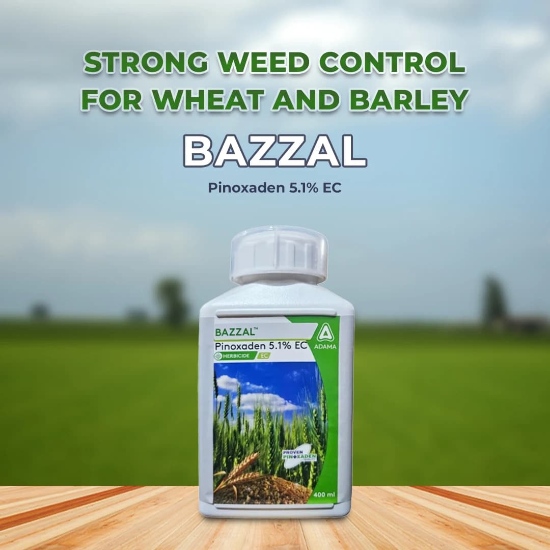 Adama Bazzal Pinoxaden 5.1% EC, Control Of Important Grass Weeds Like Phalaris Minor And Avena Ludoviciana In Wheat - Image 2