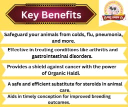 PASHU SVASTH ORGANIC HALDI, Animal Health Supplements, A Natural Shield for Animals, Increase Immunity, Fighting Cancer And More 2