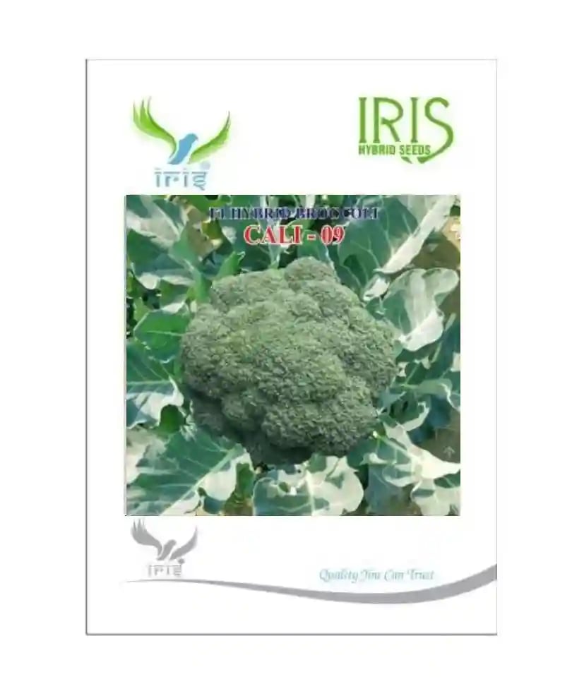 Iris Hybrid Vegetable Seeds F1 Hybrid Broccoli Cali-09, Excellent Germination