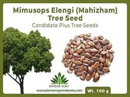 Mimusops Elengi (Mahizham) Tree Seed enhance the beauty of garden, landscapes, commercial crops 2