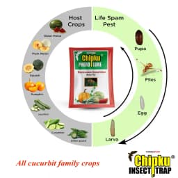 Chipku Pheromone Ecomax Trap With Melon Fly Lure (Bactrocera Cucurbitae) Feeding By The Larvae. For Gourds, Pumpkin, Tomato, Water Melon, Zucchini 7