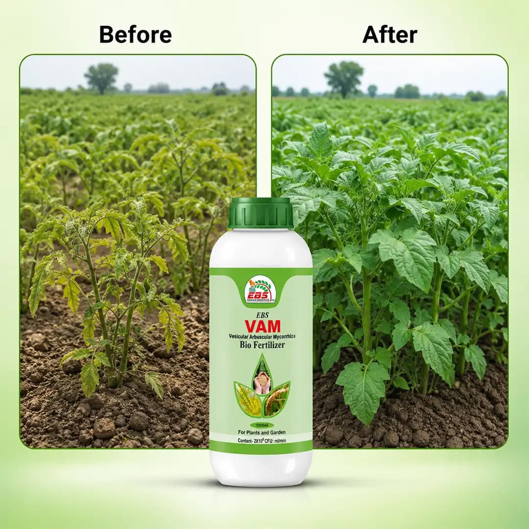 EBS VAM Bio Fertilizer (Vesicular Arbuscular Mycorrhizal) To Improve Soil Fertility In Your Farm & Garden - Image 7